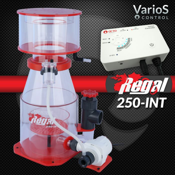 regal250int_2.webp