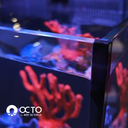 octocrystalclearglass_1.webp